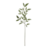 Ruscus Spray Leaves 74cm