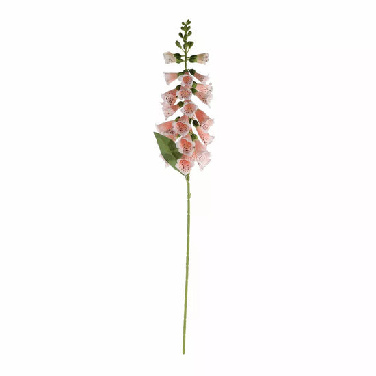 Foxglove Peach