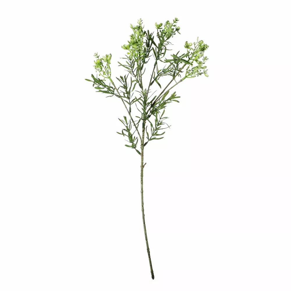 Broom Bloom Green
