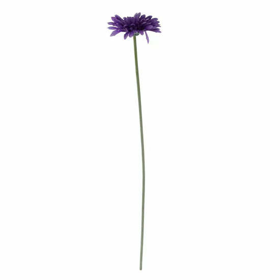 Gerbera Purple