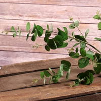 Eucalyptus Green Leaf Spray
