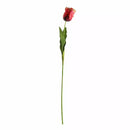 Parrot Tulip Red