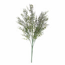 Ruscus Bush Purple