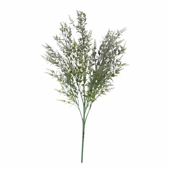 Ruscus Bush Purple