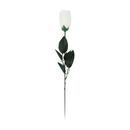 Artificial Rose In Acetate 45cm White 24pk