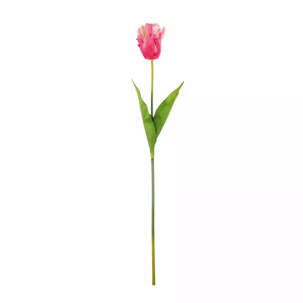 Parrot Tulip Pink