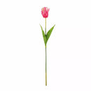 Parrot Tulip Pink