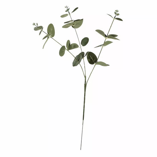 Eucalyptus Silver