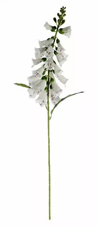 Foxglove White
