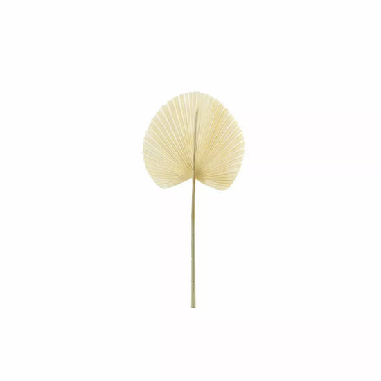 Dry Look Bleached Fan Palm