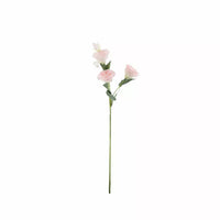 Lisianthus Pink