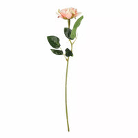Rose Peach