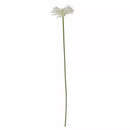 Gerbera White