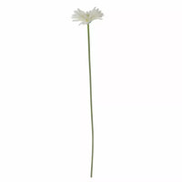 Gerbera White