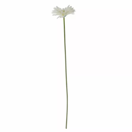 Gerbera White