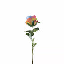 Garden Rose Rainbow