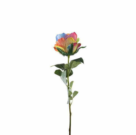 Garden Rose Rainbow